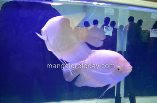 Fish expo at alvas